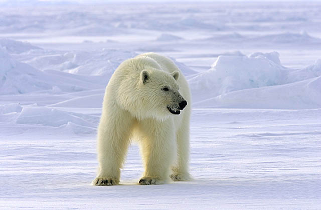 Polar Bear (Ursus maritimus)