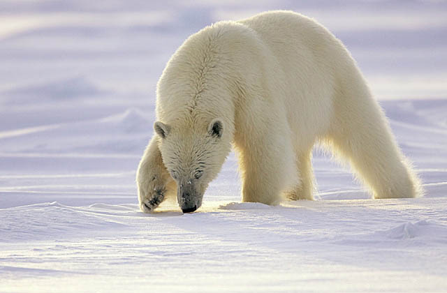 Polar Bear (Ursus maritimus)