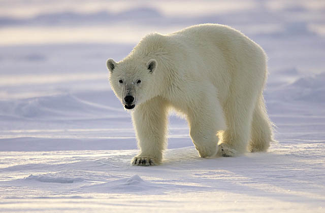 Polar Bear (Ursus maritimus)