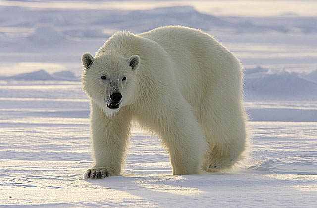 Polar Bear (Ursus maritimus)