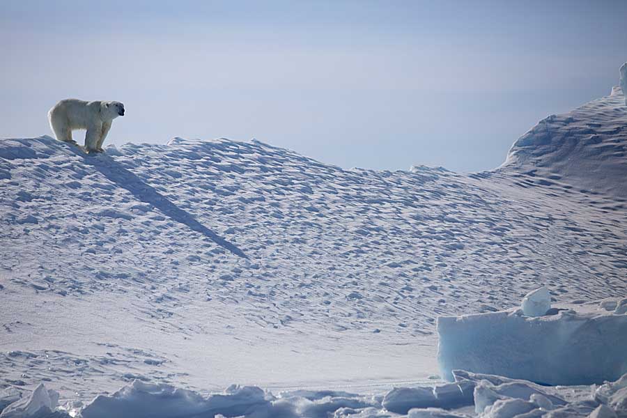 Polar Bear (Ursus maritimus)