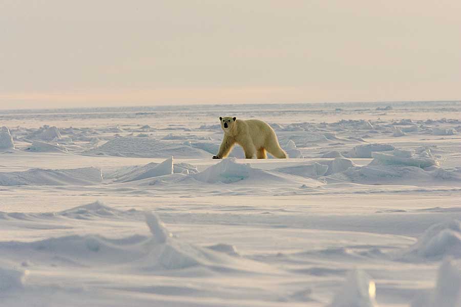 Polar Bear (Ursus maritimus)