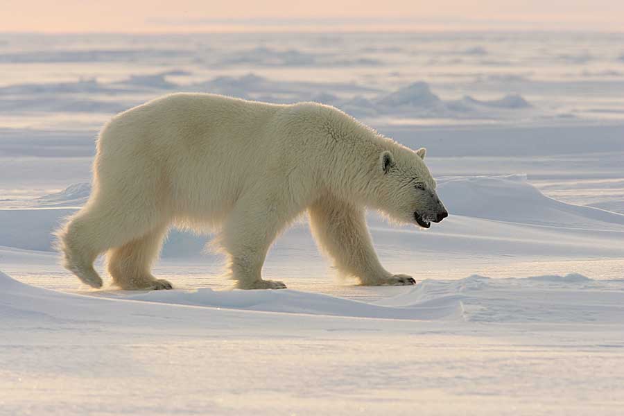 Polar Bear (Ursus maritimus)