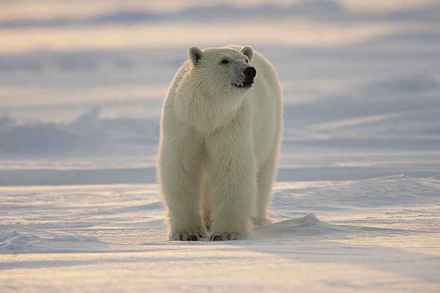 Polar Bear (Ursus maritimus)