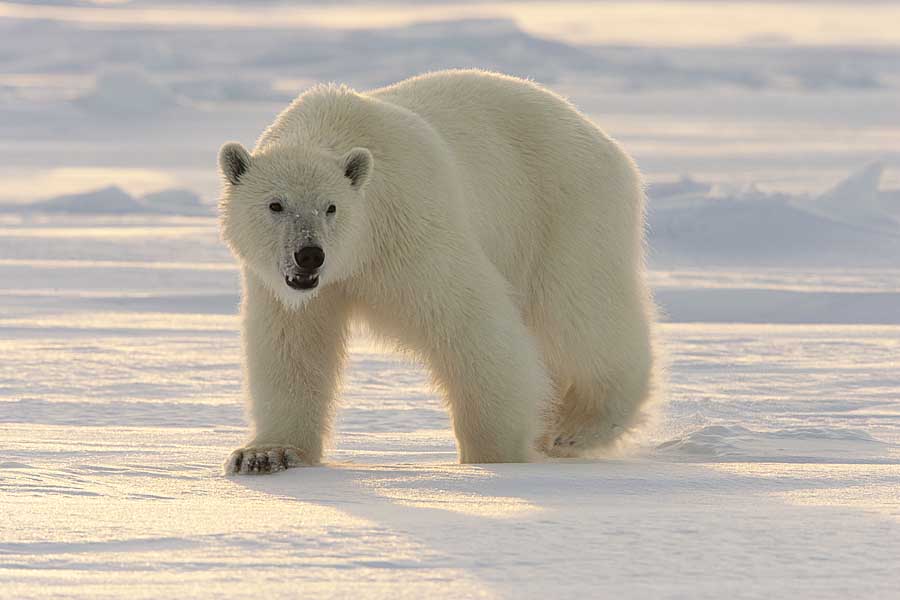 Polar Bear (Ursus maritimus)