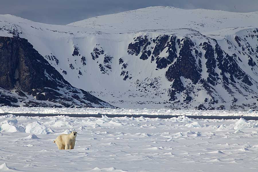 Polar Bear (Ursus maritimus)