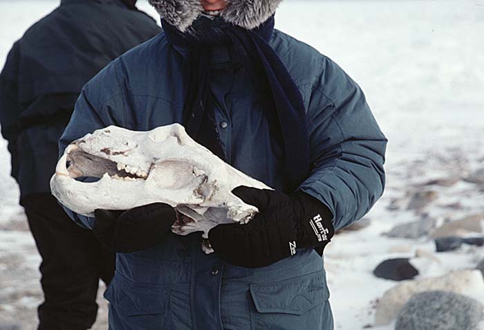 Polar Bear (Ursus maritimus)