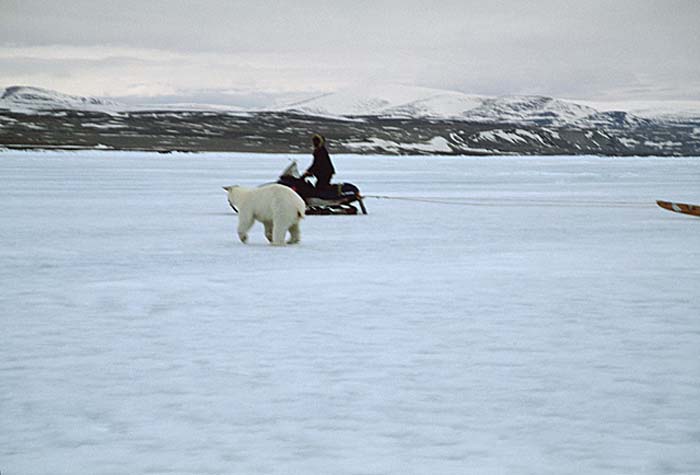 Polar Bear (Ursus maritimus)