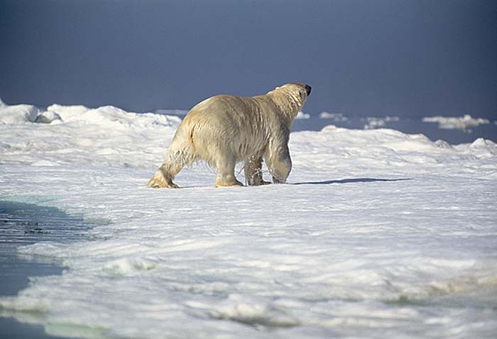 Polar Bear (Ursus maritimus)