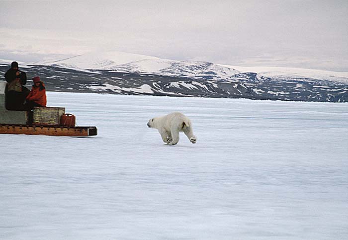 Polar Bear (Ursus maritimus)