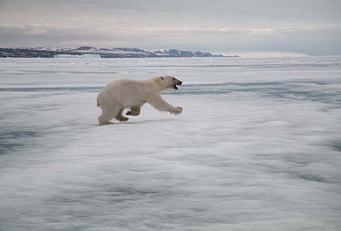 Polar Bear (Ursus maritimus)