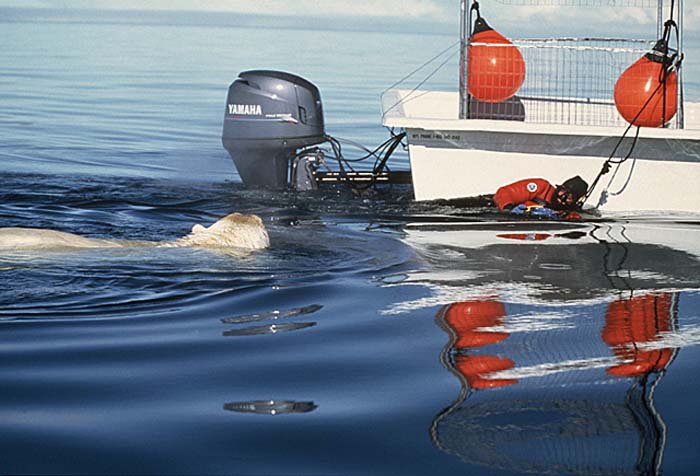 Polar Bear (Ursus maritimus)