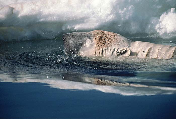 Polar Bear (Ursus maritimus)