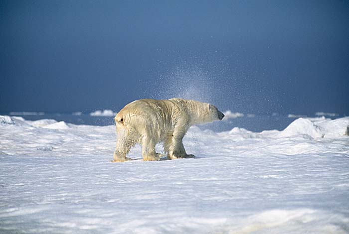 Polar Bear (Ursus maritimus)