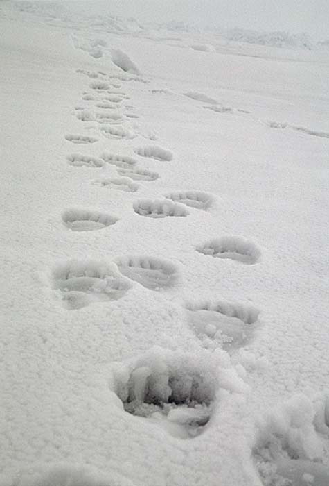 Polar Bear (Ursus maritimus)