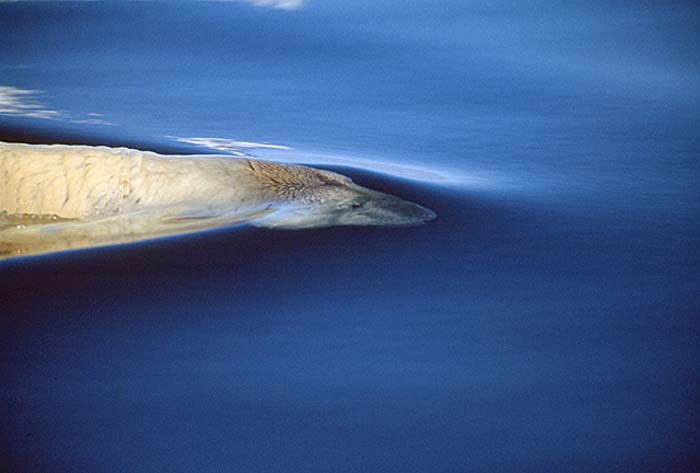 Polar Bear (Ursus maritimus)