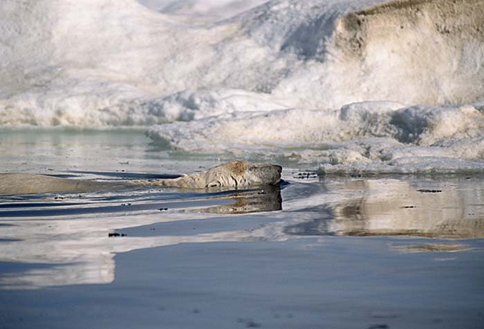 Polar Bear (Ursus maritimus)