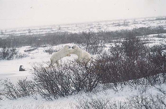 Polar Bear (Ursus maritimus)