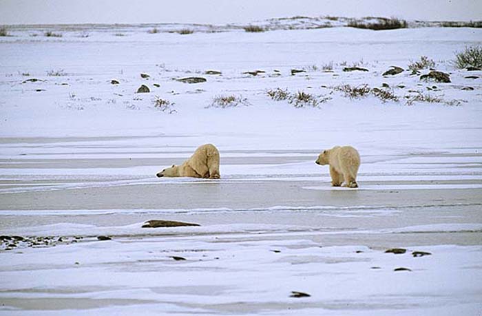 Polar Bear (Ursus maritimus)