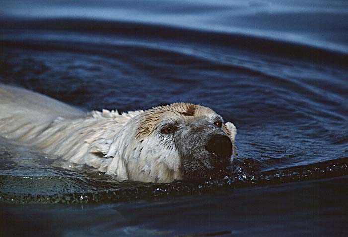 Polar Bear (Ursus maritimus)