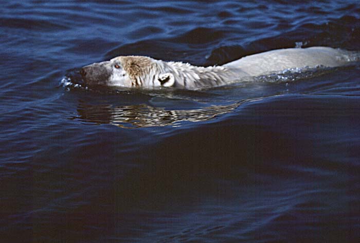 Polar Bear (Ursus maritimus)