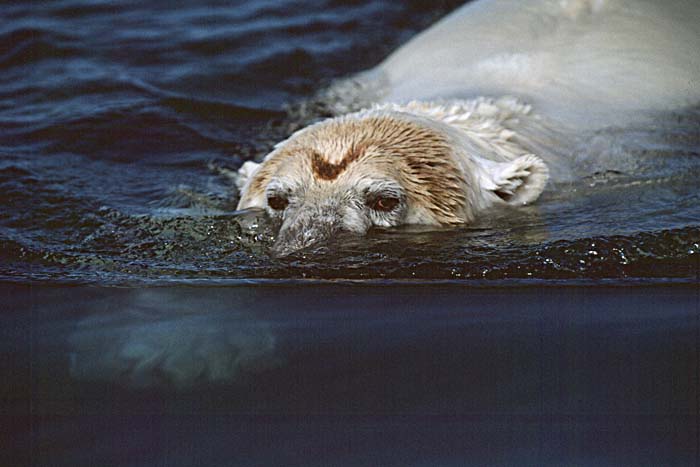 Polar Bear (Ursus maritimus)