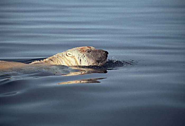 Polar Bear (Ursus maritimus)