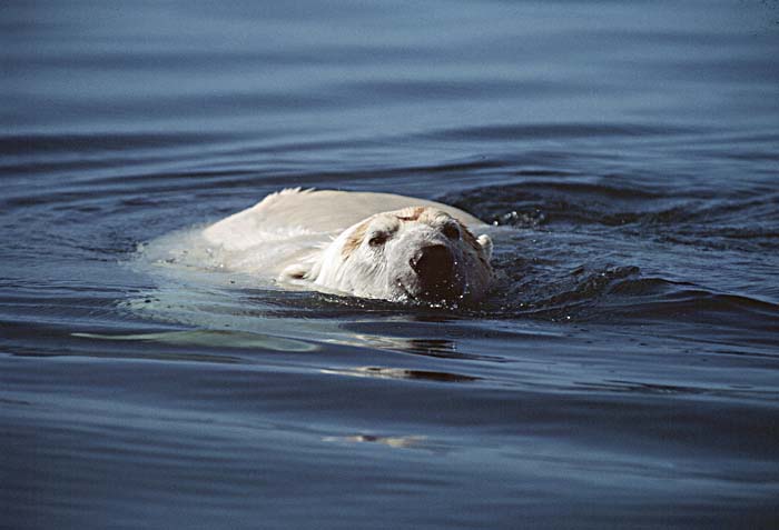 Polar Bear (Ursus maritimus)