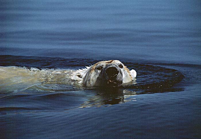 Polar Bear (Ursus maritimus)