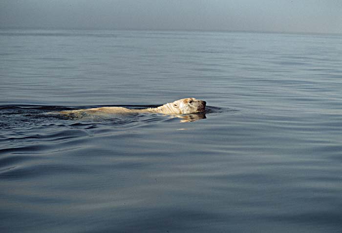 Polar Bear (Ursus maritimus)