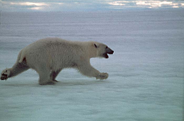 Polar Bear (Ursus maritimus)