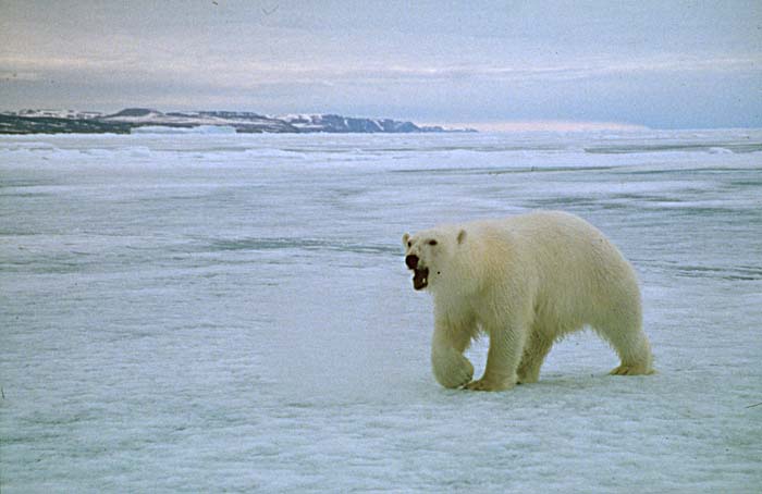 Polar Bear (Ursus maritimus)