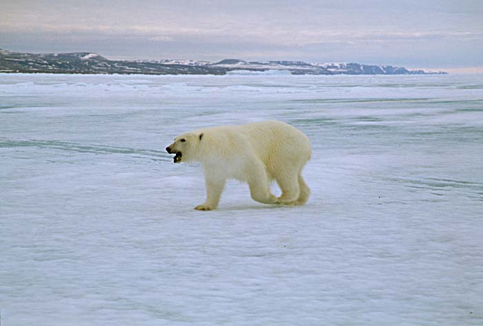 Polar Bear (Ursus maritimus)