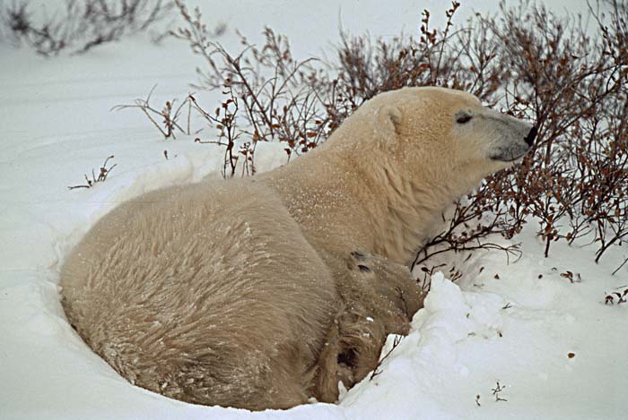 Polar Bear (Ursus maritimus)