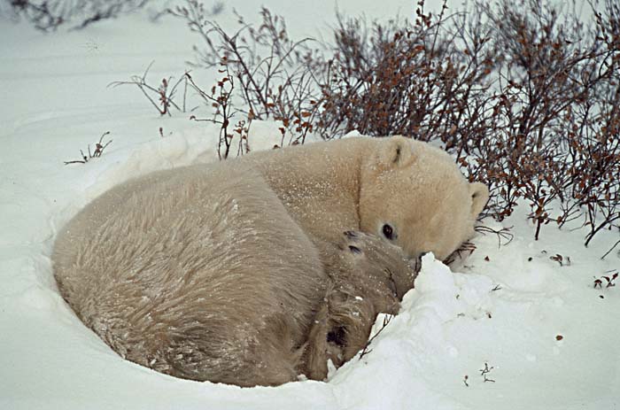 Polar Bear (Ursus maritimus)