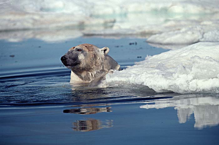 Polar Bear (Ursus maritimus)