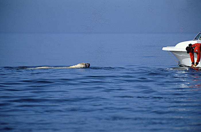 Polar Bear (Ursus maritimus)