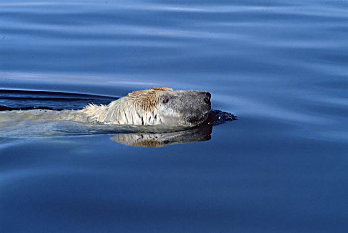 Polar Bear (Ursus maritimus)