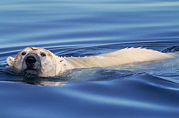 Polar Bear (Ursus maritimus)