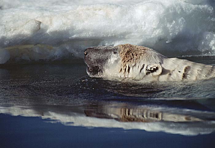 Polar Bear (Ursus maritimus)