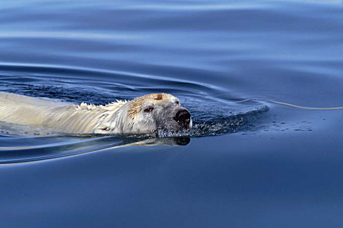 Polar Bear (Ursus maritimus)