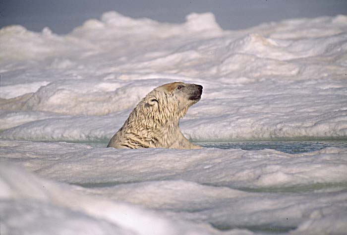 Polar Bear (Ursus maritimus)