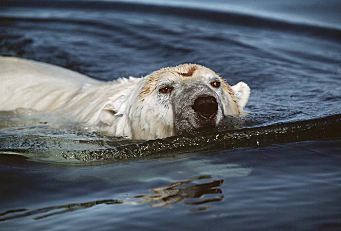 Polar Bear (Ursus maritimus)