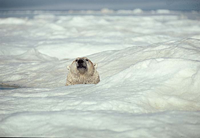 Polar Bear (Ursus maritimus)