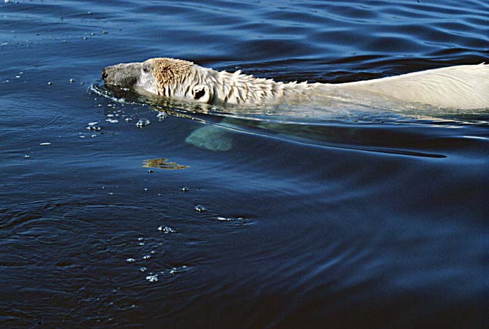 Polar Bear (Ursus maritimus)