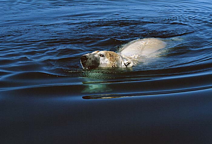 Polar Bear (Ursus maritimus)