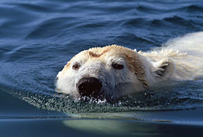 Polar Bear (Ursus maritimus)