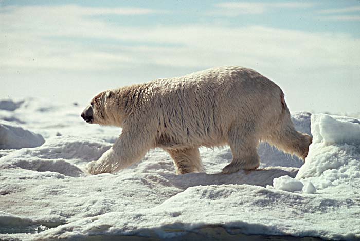 Polar Bear (Ursus maritimus)