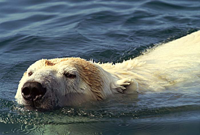 Polar Bear (Ursus maritimus)