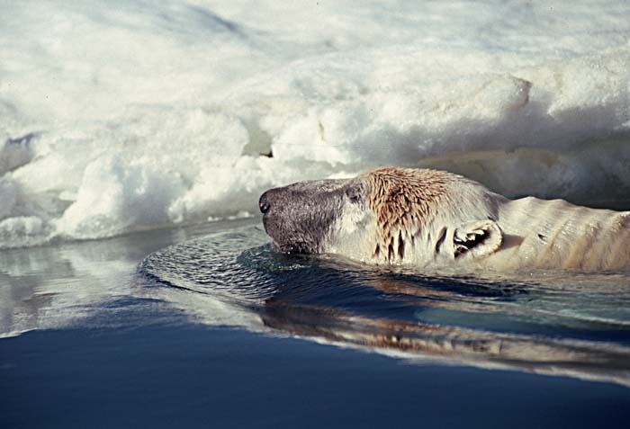 Polar Bear (Ursus maritimus)